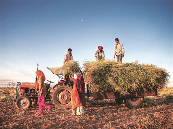 paddy yield down 15 small farmers on the brink in punjab