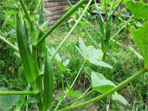 paprika disease of okra