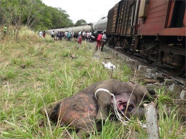 two elephants died in sri lanka  s two train collapses
