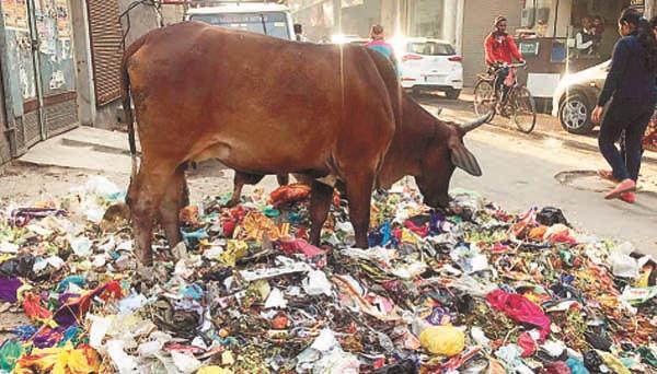 the pile of filth in the city despite the gurpurub