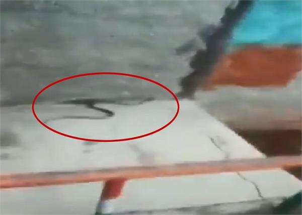 karnataka by election snake