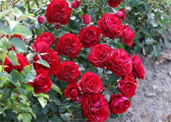 122 rose in a pot