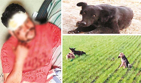 dogs  terror
