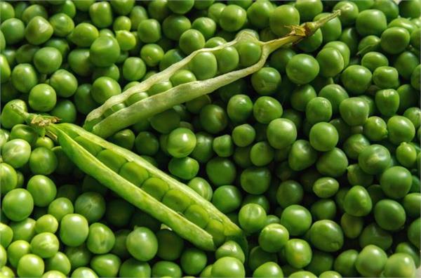 peas imports rose till 31 march