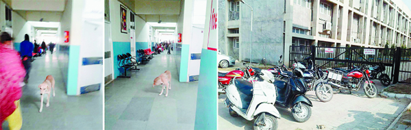 ਮੈਡੀਕਲ ਹਸਪਤਾਲ ਬਣਿਆ ‘ਅਾਵਾਰਾ ਕੁੱਤਿਅਾਂ ਦਾ ਹਸਪਤਾਲ’