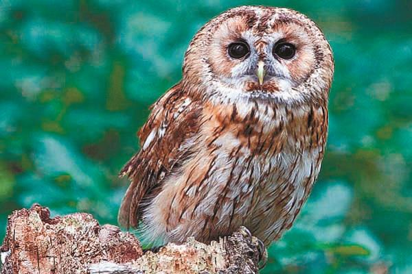 in order to defeat the opponents in the telangana assembly elections  the   owl  