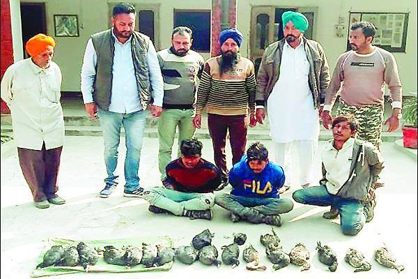 migratory birds  kill 3 accused arrested