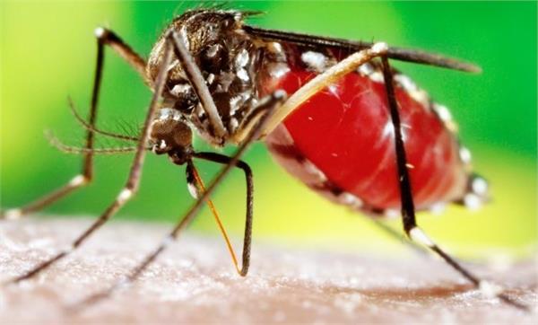 dengue  patiala  capt  amarinder singh  brahm mohindra