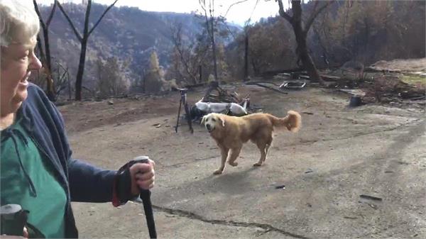 dog survived california wildfire guarded home