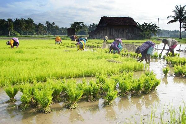 ਪਿਛਲੇ ਸਾਲ ਦੇ ਮੁਕਾਬਲੇ ਮਾਮੂਲੀ ਘੱਟ ਹੋਈ ਕਣਕ ਦੀ ਬਿਜਾਈ