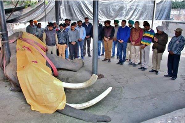 elephant died in chattbir zoo