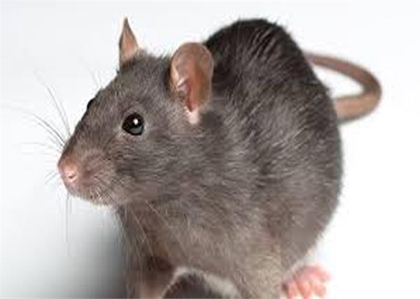 mice sunday assam