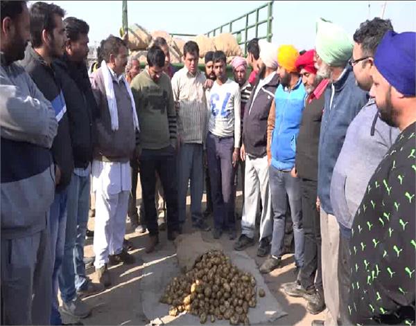 amritsar potatoes farmer market