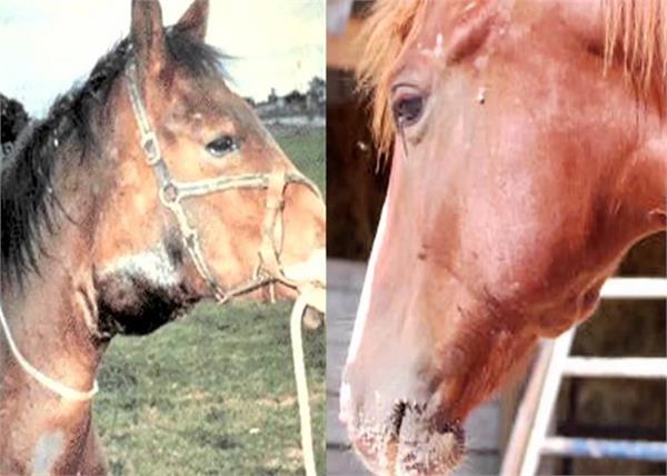 horses mules glanders disease