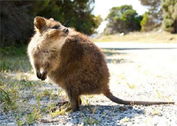 australia rat kangaroo