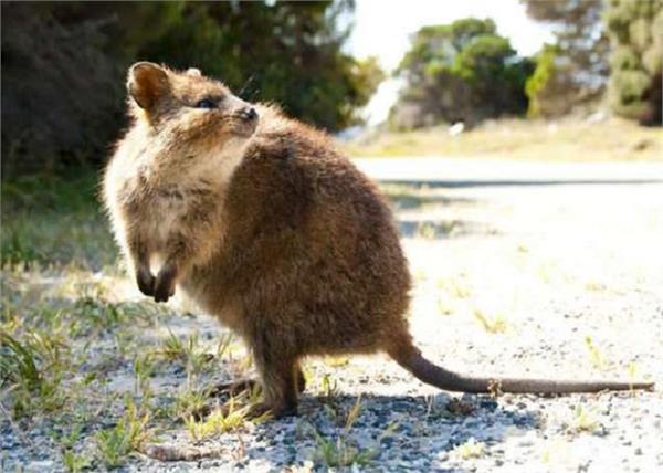 australia rat kangaroo