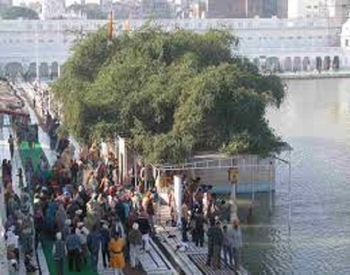 ਕਈ ਸਾਲ ਹੋਰ ਵੱਧੇਗੀ ਸ੍ਰੀ ਦਰਬਾਰ ਸਾਹਿਬ ਦੀਆਂ ਬੇਰੀਆਂ ਦੀ ਉਮਰ