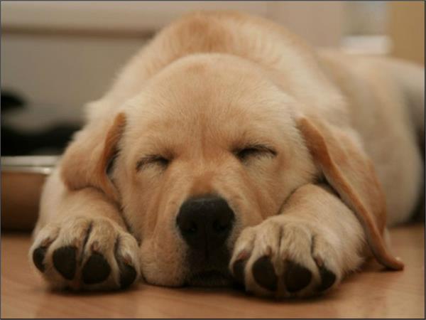 dog rituals cremated