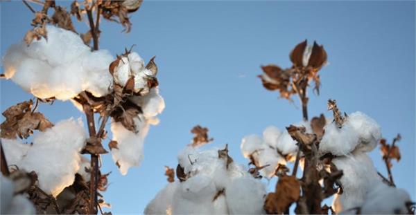 cai trims cotton crop estimate for 2018 19 to 340 lakh bales