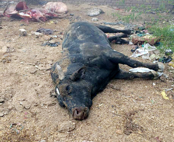 ਸਾਨ੍ਹ ਨੂੰ ਕੁੱਟ-ਕੁੱਟ ਕੇ ਮਾਰਨ ਦੇ ਮਾਮਲੇ ''ਚ ਕਾਰਵਾਈ ਕਰਨ ਦੀ ਮੰਗ