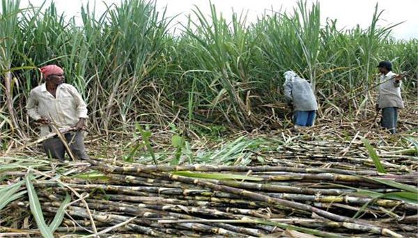 sugarcane growers owe rs 7 826 crore to sugar mills