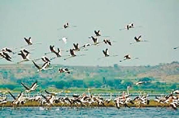 1500 birds coming every day in the lake of pong dam