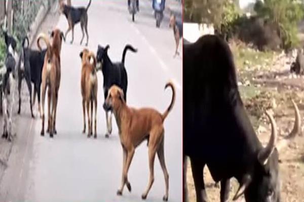 human beings have a dignity and dogless dog standing on the horizon