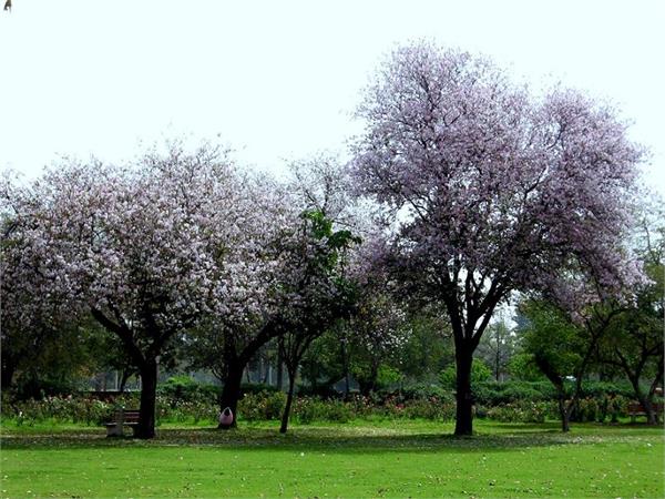 trees in chandigarh