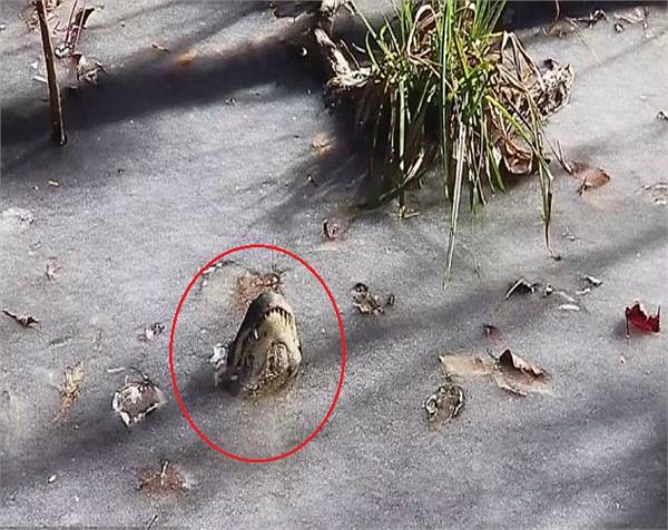 north carolina alligators survive video