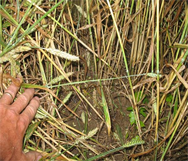 wheat damage