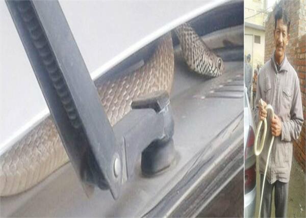 car  snake  horror