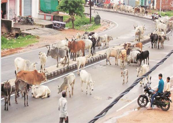 stray animals should be taken care of