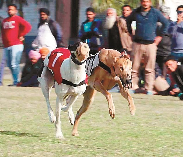 ਕਿਲਾ ਰਾਏਪੁਰ ਦੀਆਂ ਪੇਂਡੂ ਓਲੰਪਿਕ ਖੇਡਾਂ ਸ਼ਾਨੋ-ਸ਼ੌਕਤ ਨਾਲ ਸ਼ੁਰੂ