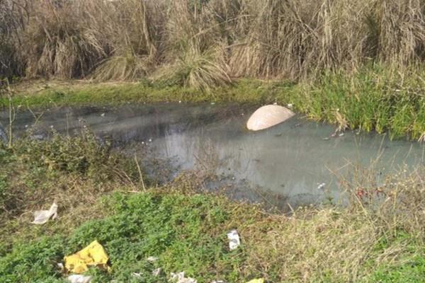 4 villages have been polluted and polluted in the river satluj