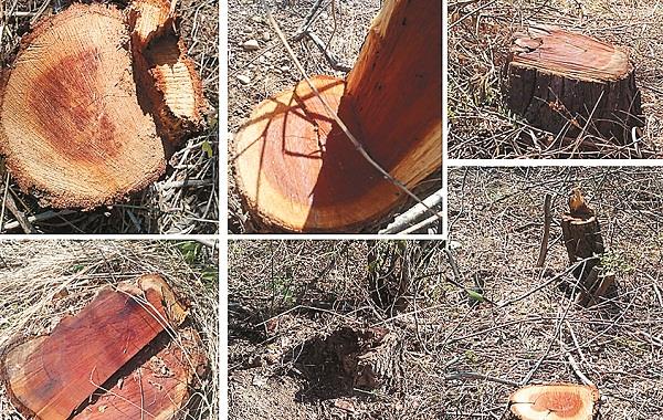 unlawful harvesting of trees in the forest