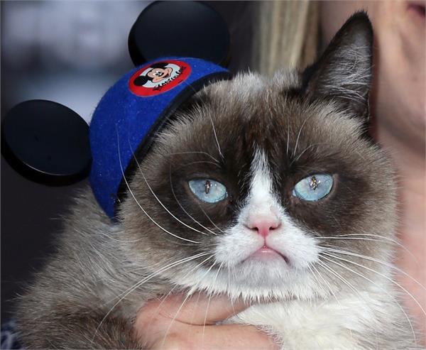 cat rs 5 crore california