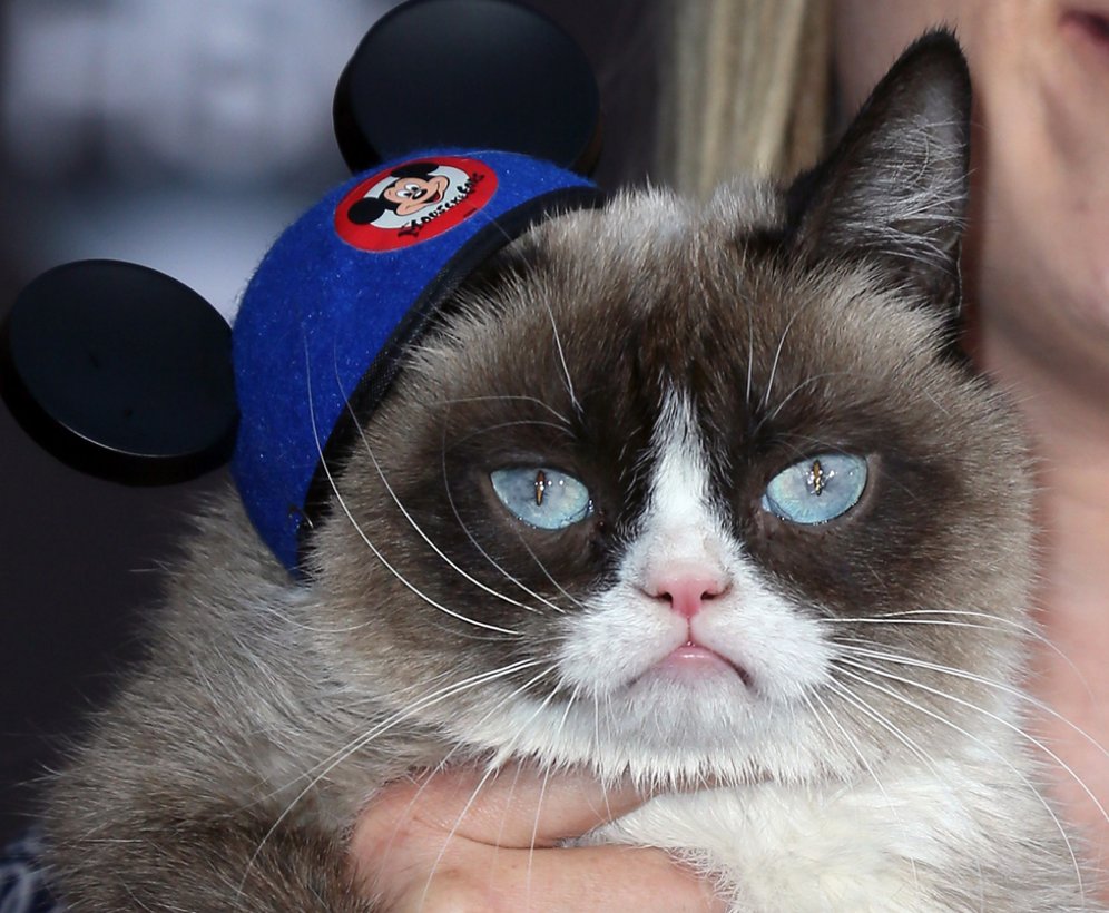 ਇਕ ਝਟਕੇ ''ਚ 5 ਕਰੋੜ ਰੁਪਏ ਦੀ ਮਾਲਕਣ ਬਣੀ ਇਹ ਬਿੱਲੀ