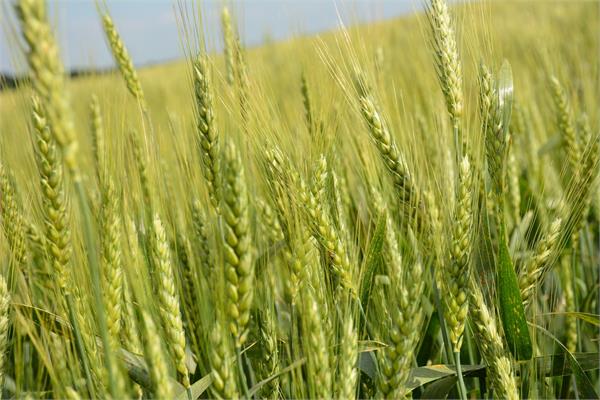 the area under wheat is less than 5 percent less than last year