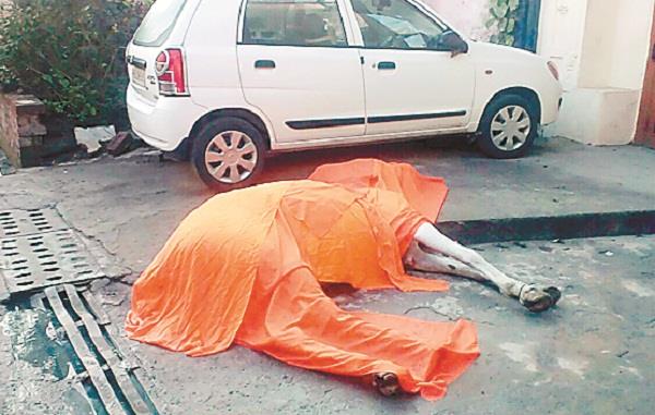 death on a horse  s death due to a trend in the shobha yatra