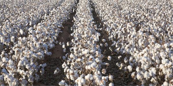 business is down with cotton market