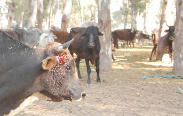 cows   dishonesty in the country of hindus