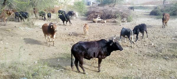 animal problem