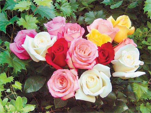 rose day