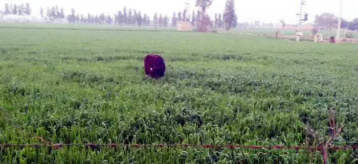 ਕਣਕ ਤੇ ਹੋਰ ਫ਼ਸਲਾਂ ਦਾ ਆਵਾਰਾ ਪਸ਼ੂ ਕਰ ਰਹੇ ਨੇ ਉਜਾੜਾ