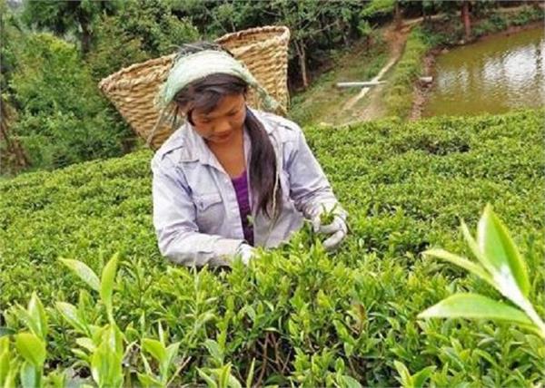 after 154 years nepali tea receives international trademark