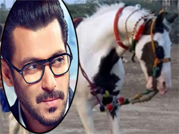 salman khan offer for rare breed horse rejected by owner