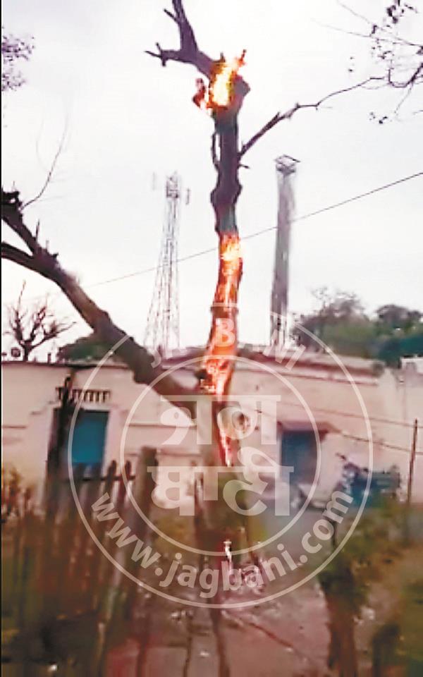 thunder lighting  tree  fire