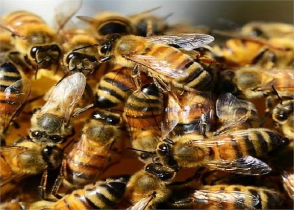 bees attack during religious rituals in the temple