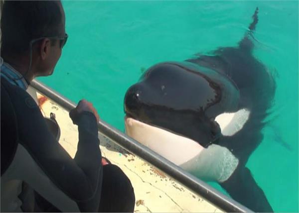 killer whale speak the human