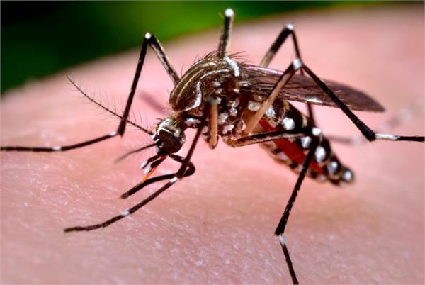 dengue  patients